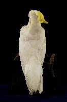 葵花鳳頭鸚鵡藏品圖，第6張
